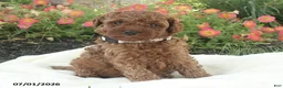 Miniature Poodle dogs for sale: Ranger - Ad 6