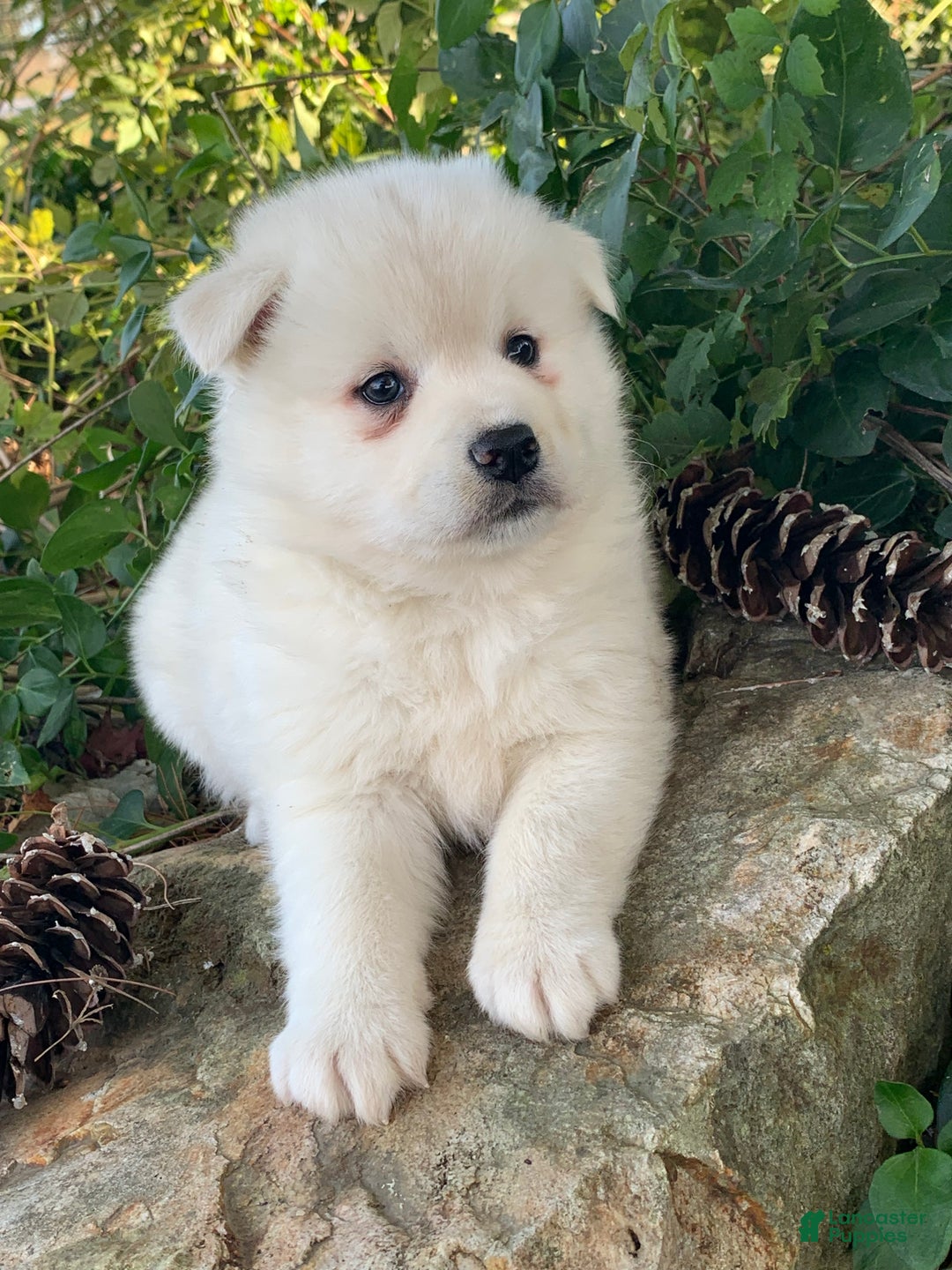 Alaskan Klee Kai dogs for sale: Winter~ Gorgeous Loving Boy~!!! - Ad 5