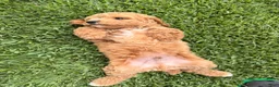 Toy Poodle dogs for sale: Toy Poodle 1 - named Coffee - Ad 3