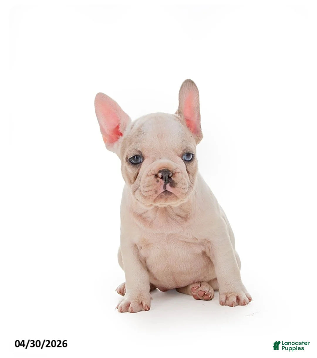 French Bulldog dogs for sale: Lola - Ad 1