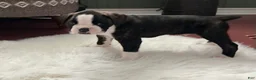 Boxer dogs for sale: Berlín  - Ad 17