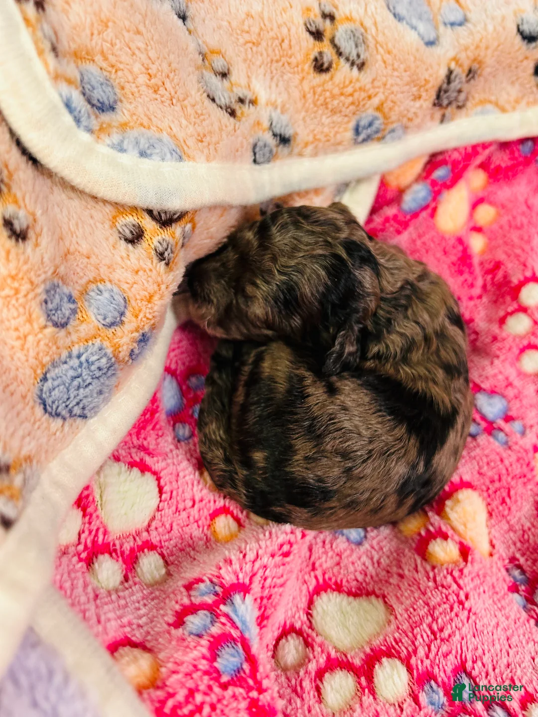 Cavapoo dogs for sale: Lilly - Ad 2