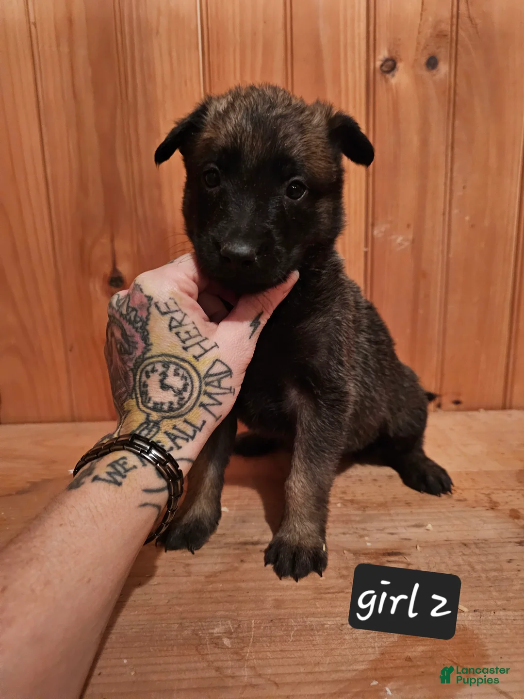 Belgian Malinois dogs for sale: Belgian Malinois Puppy 8 g2 - Ad 7