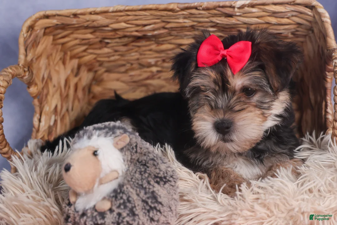 Morkie dogs for sale: Nova - Ad 9