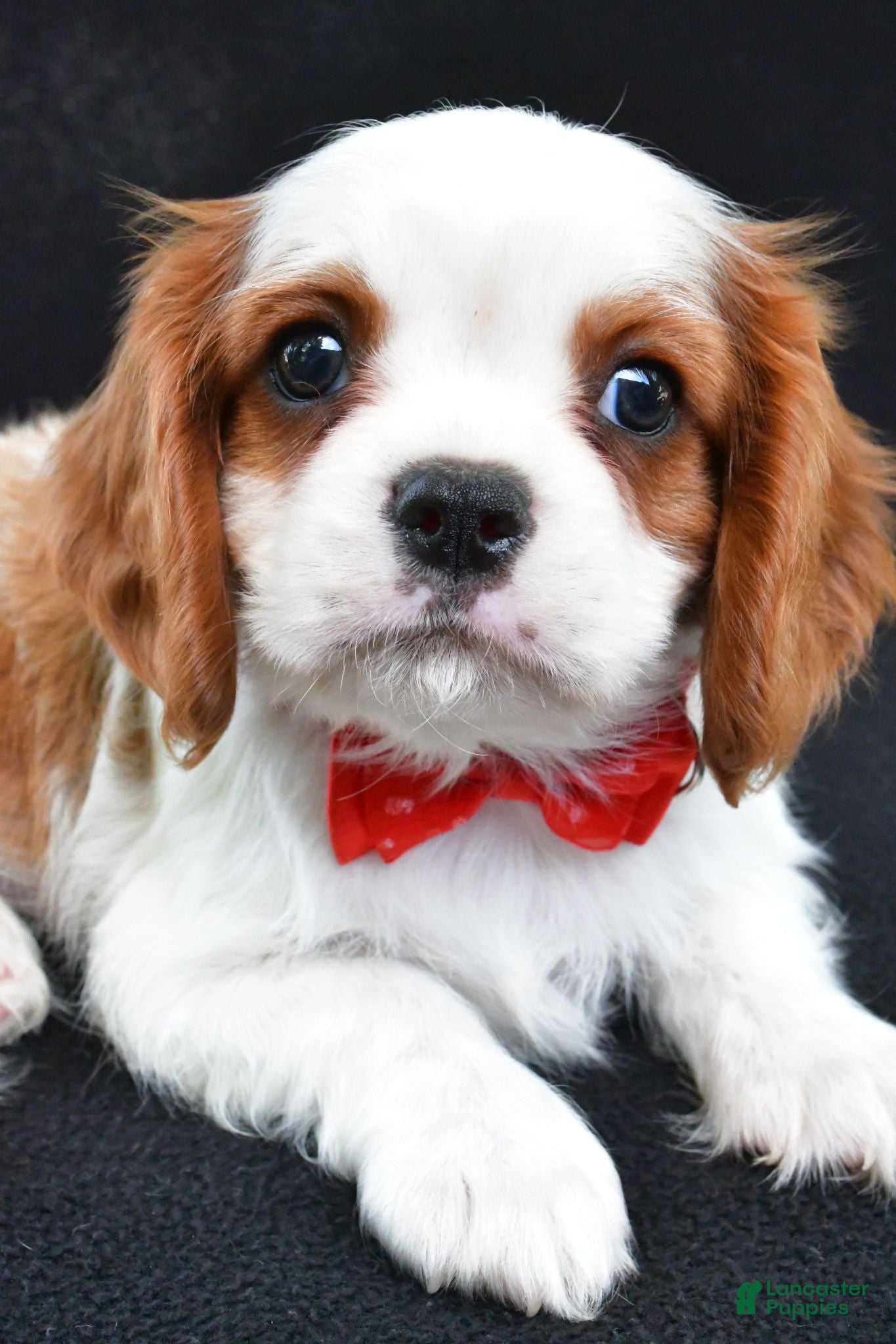 Cavalier King Charles Spaniel dogs Rascal - Ad 2