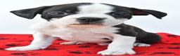 Boston Terrier dogs for sale: Rex - Ad 7