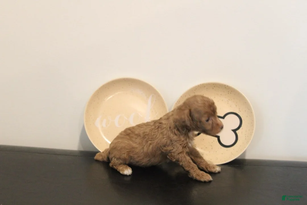 Mixed Breed dogs for sale: Red Abstract Female - Ad 1