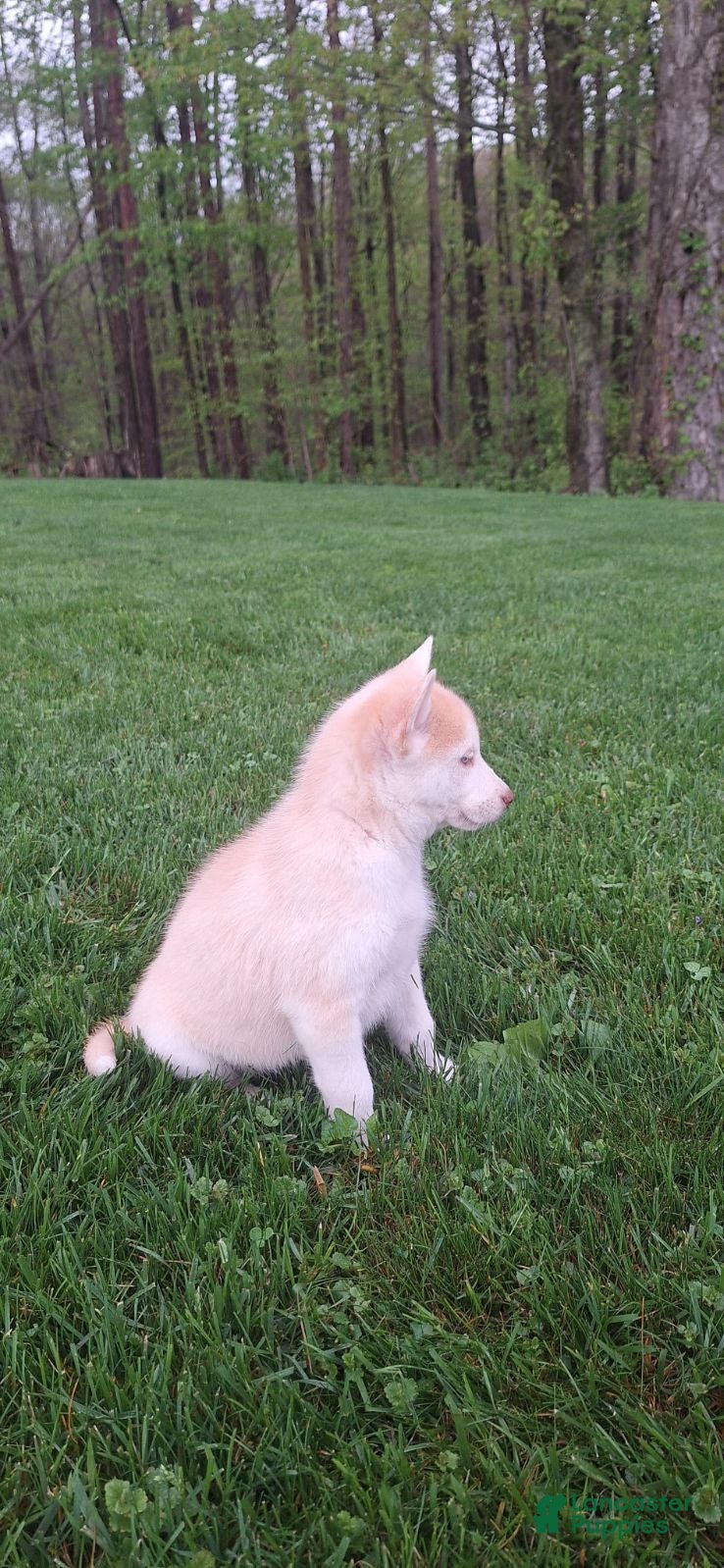 Gerberian Shepsky dogs for sale: Daisy - Ad 4