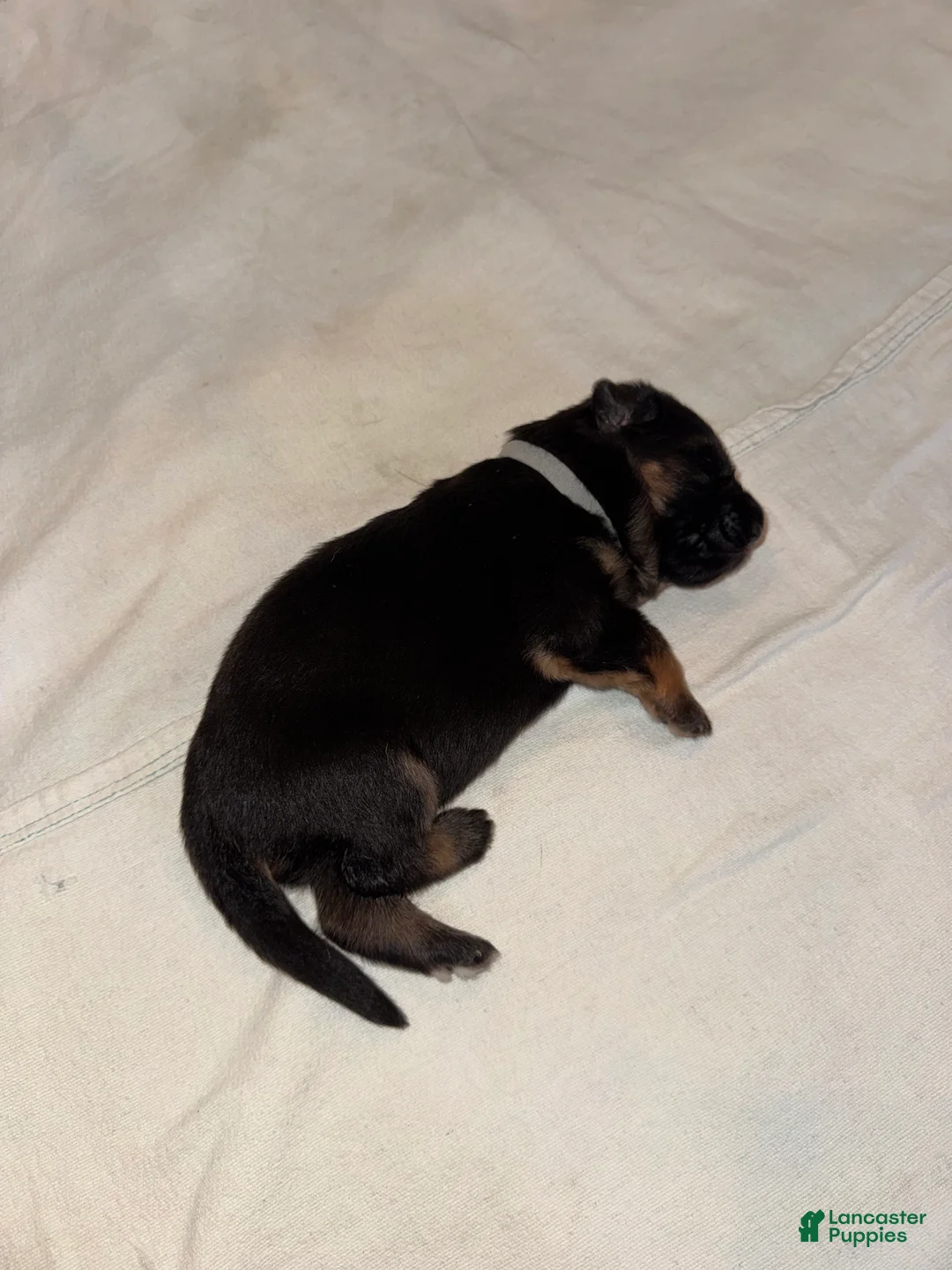 German Shepherd dogs for sale: German Shepherd 1 - Ad 1