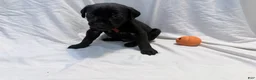 Cane Corso dogs for sale: Cain AKC red collar - Ad 14