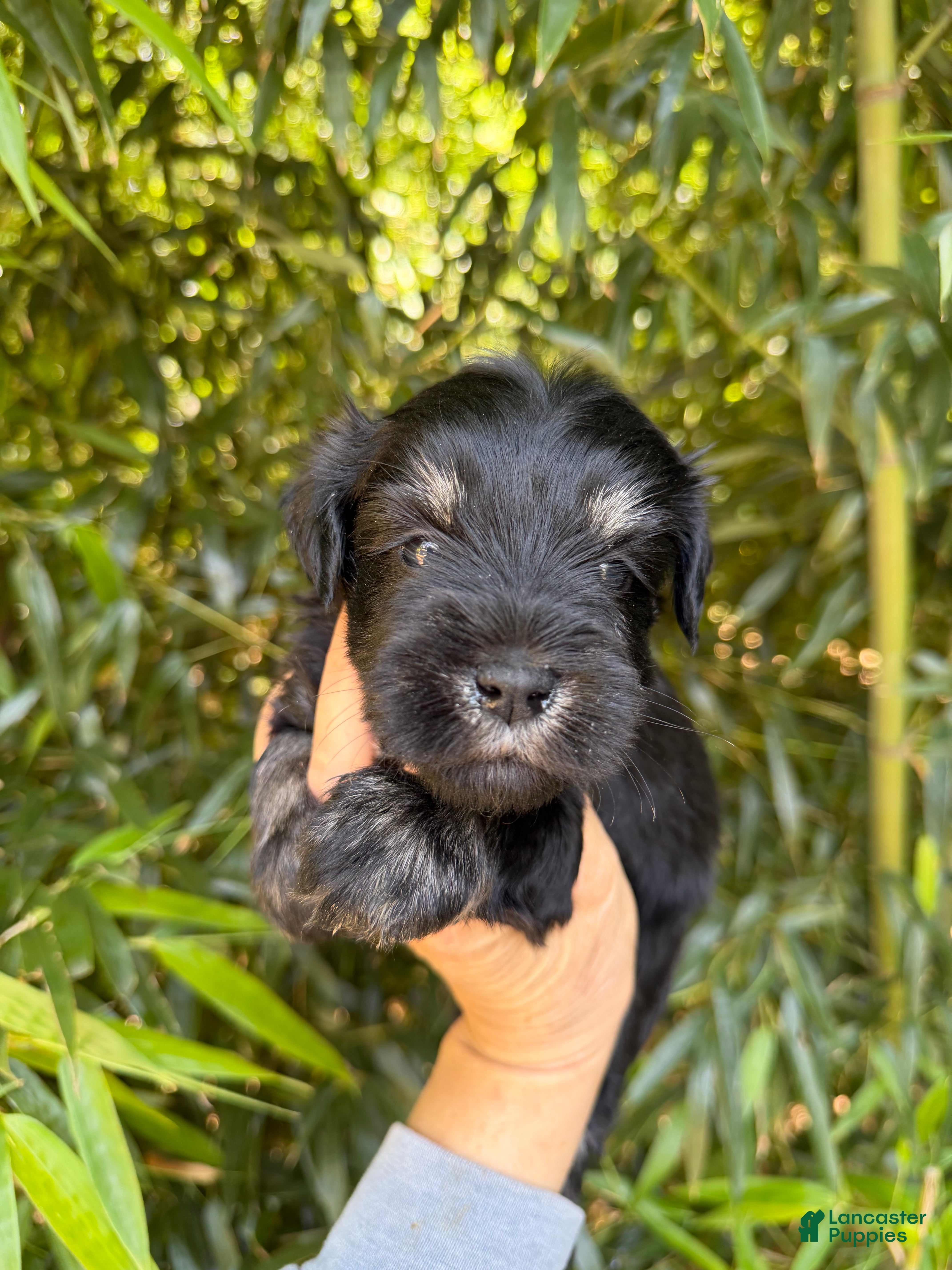 Miniature Schnauzer dogs Miniature Schnauzer Puppy 4 - Ad 33