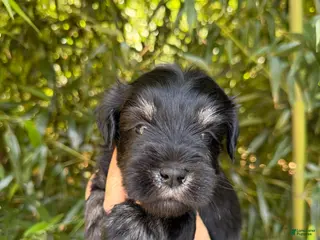 Miniature Schnauzer dogs Miniature Schnauzer Puppy 4 - Ad 37