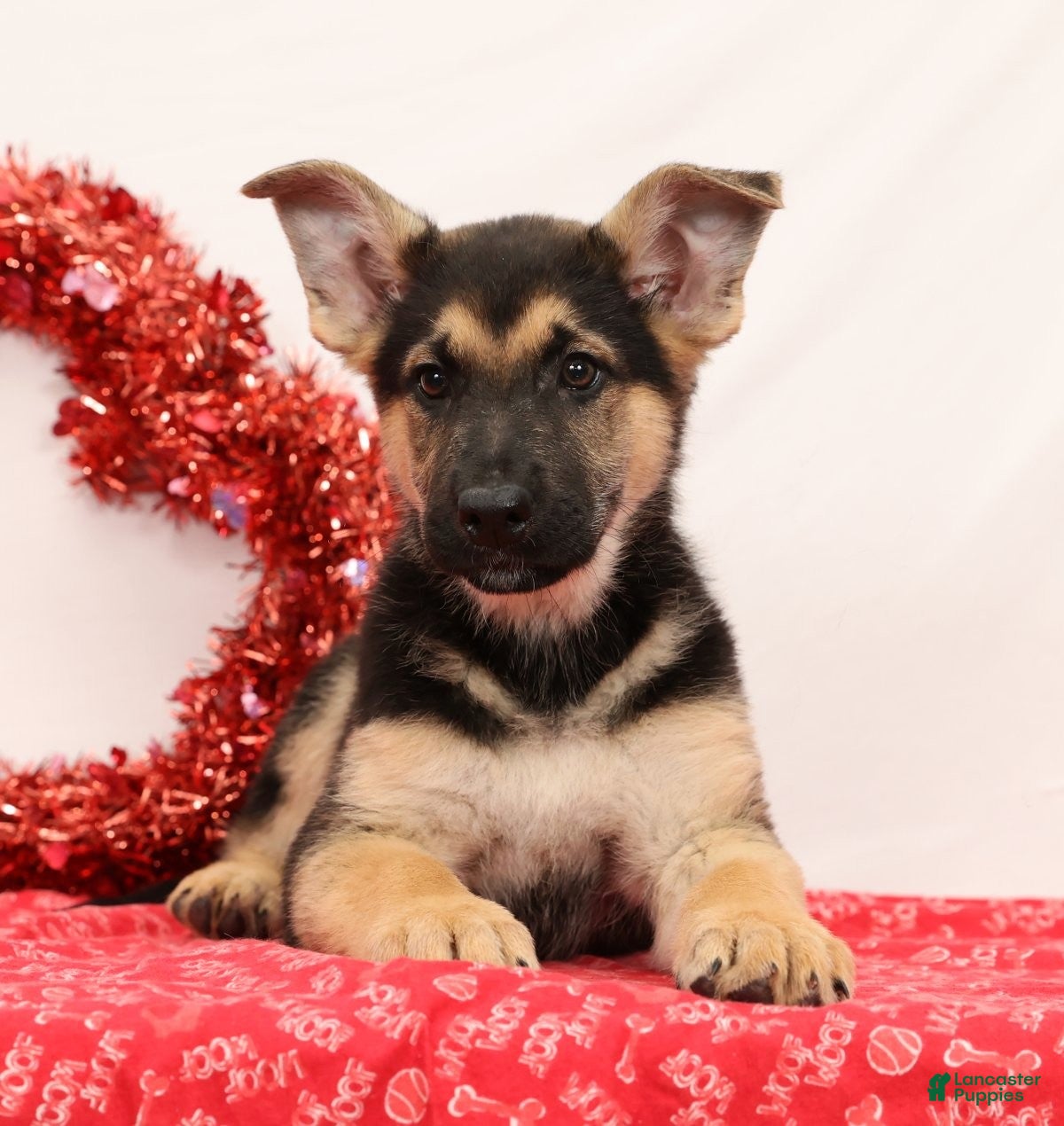 German Shepherd dogs Milo - Ad 5