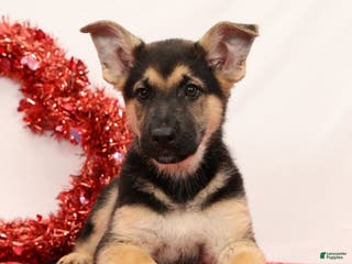 German Shepherd dogs Milo - Ad 5