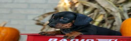Miniature Dachshund dogs for sale: Zeke🐾 - Ad 18
