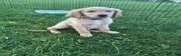 Goldendoodle dogs for sale: Murphy  - Ad 8