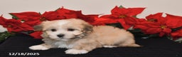 Havanese dogs for sale: Bubbles - Ad 3