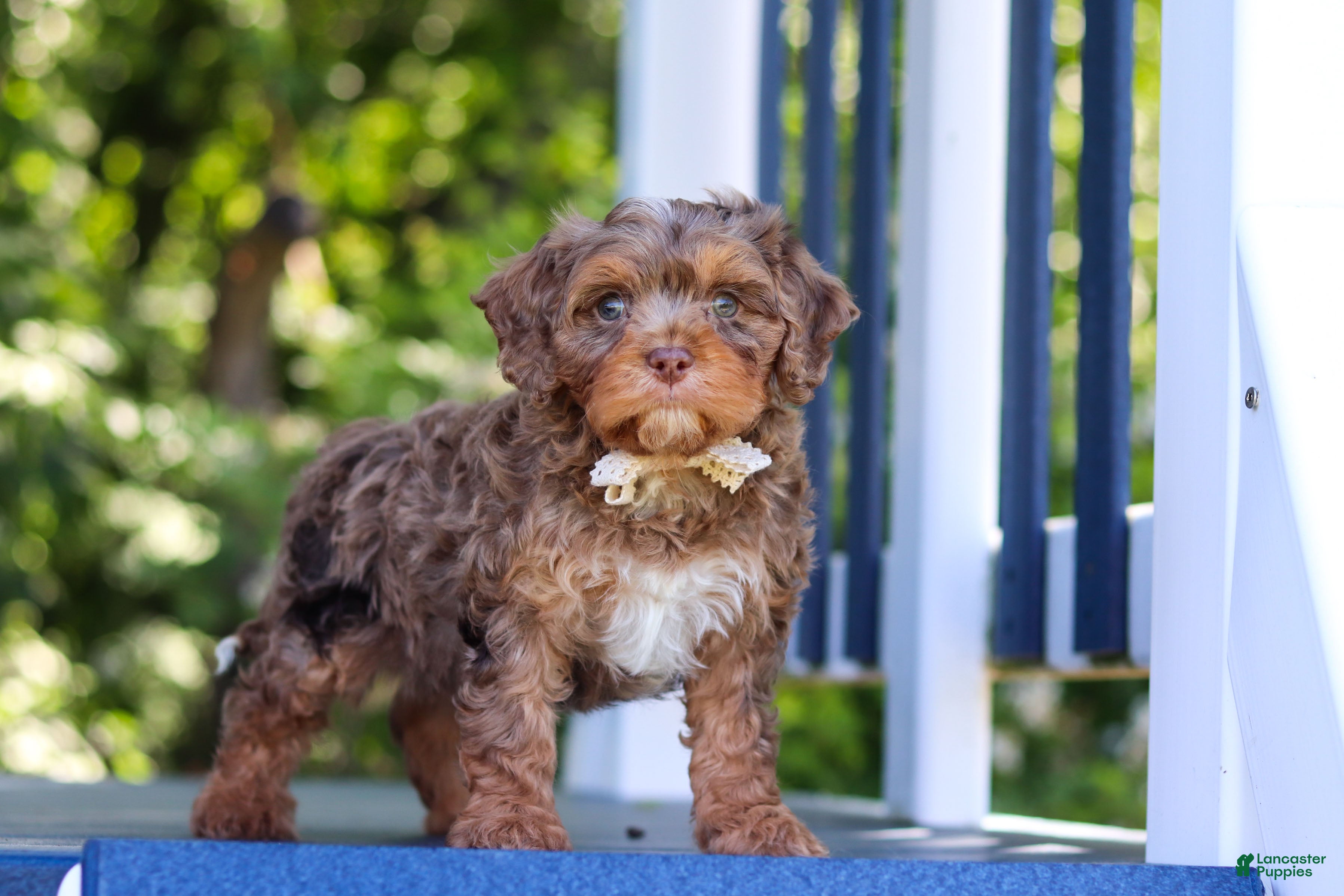 Cavapoo dogs Teddy - Ad 1
