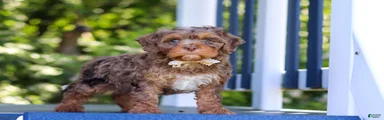 Teddy