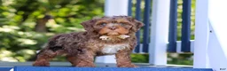 Cavapoo dogs for sale: Teddy - Ad 1