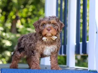 Cavapoo dogs for sale: Teddy - Ad 4