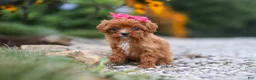 Cavapoo dogs for sale: Brielle - Ad 3