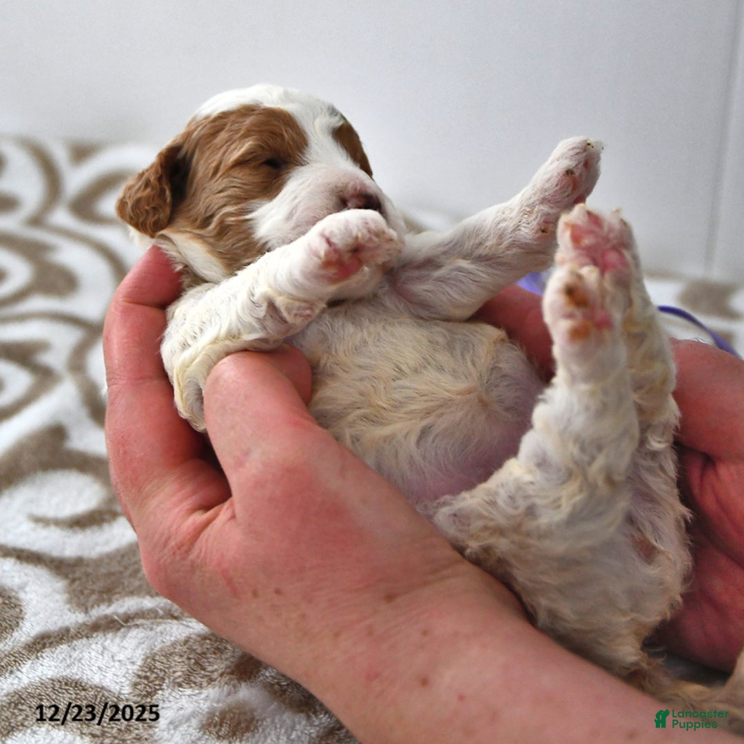 Mini Goldendoodle dogs for sale: Oakley - Ad 9