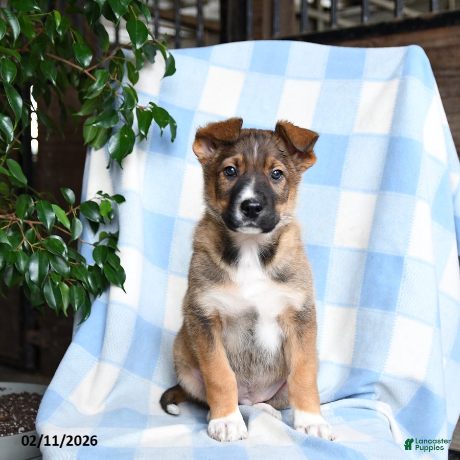 Mixed Breed dogs Barney - Ad 23