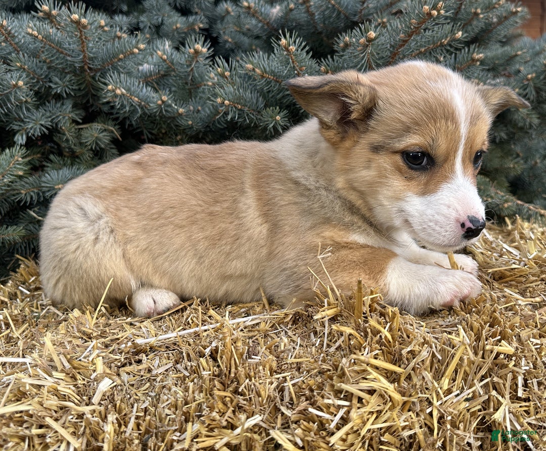 Welsh Corgi Pembroke dogs for sale: Dolly - Ad 2