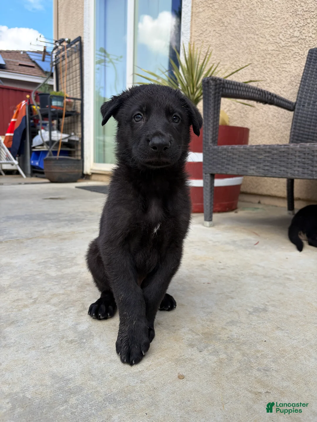 German Shepherd dogs for sale: Kaneki - Ad 1