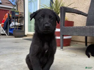 German Shepherd dogs Kaneki - Ad 5