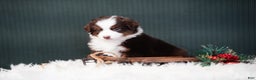 Miniature Australian Shepherd dogs for sale: Bentley - Ad 8