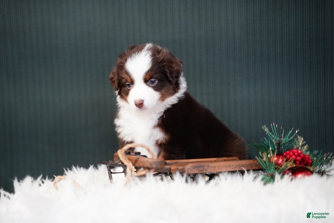 Miniature Australian Shepherd dogs for sale: Bentley - Ad 8