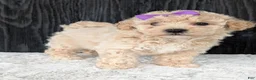 Bichpoo dogs for sale: Zoey - Ad 1