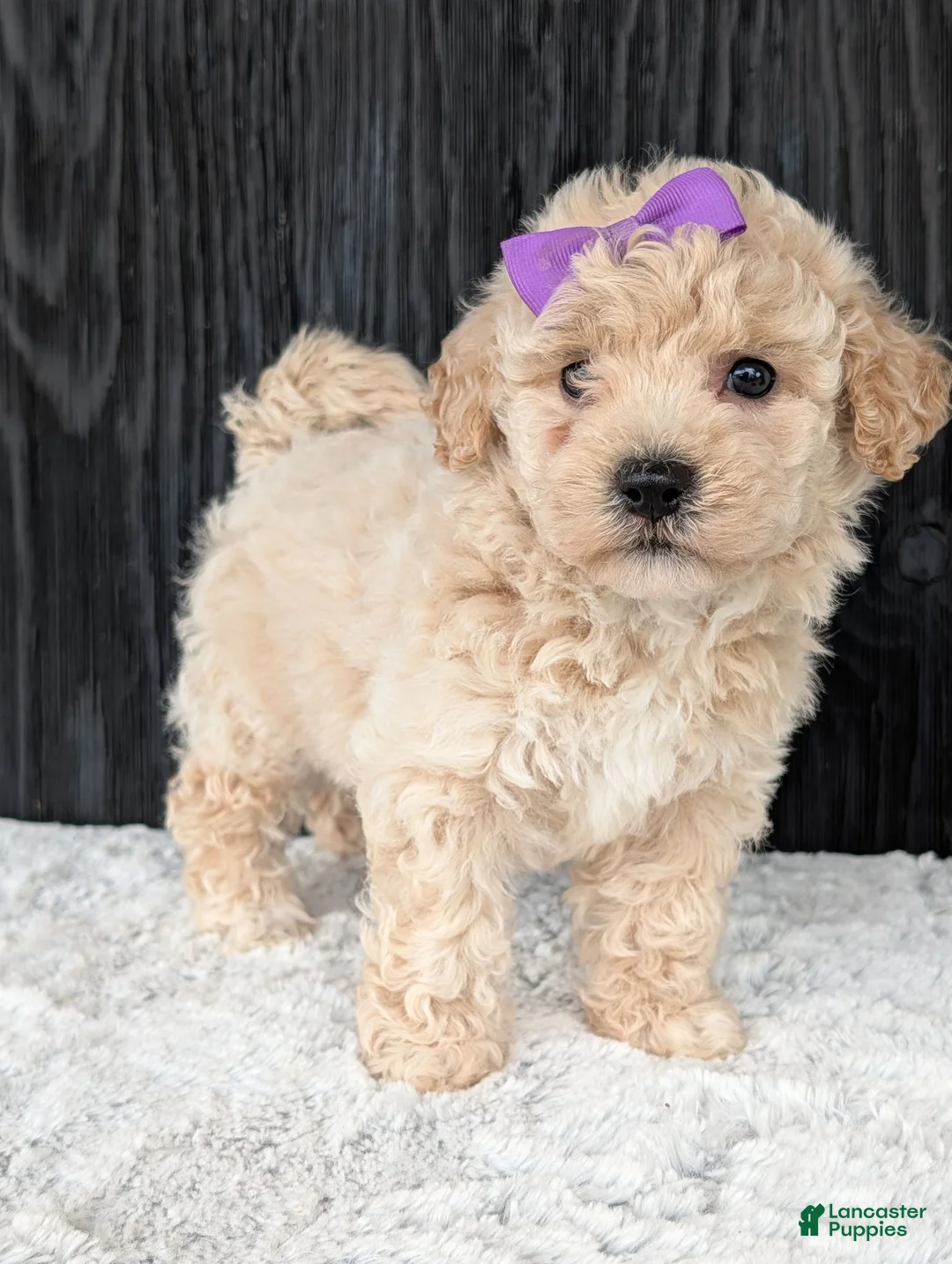 Bichpoo dogs for sale: Zoey - Ad 1