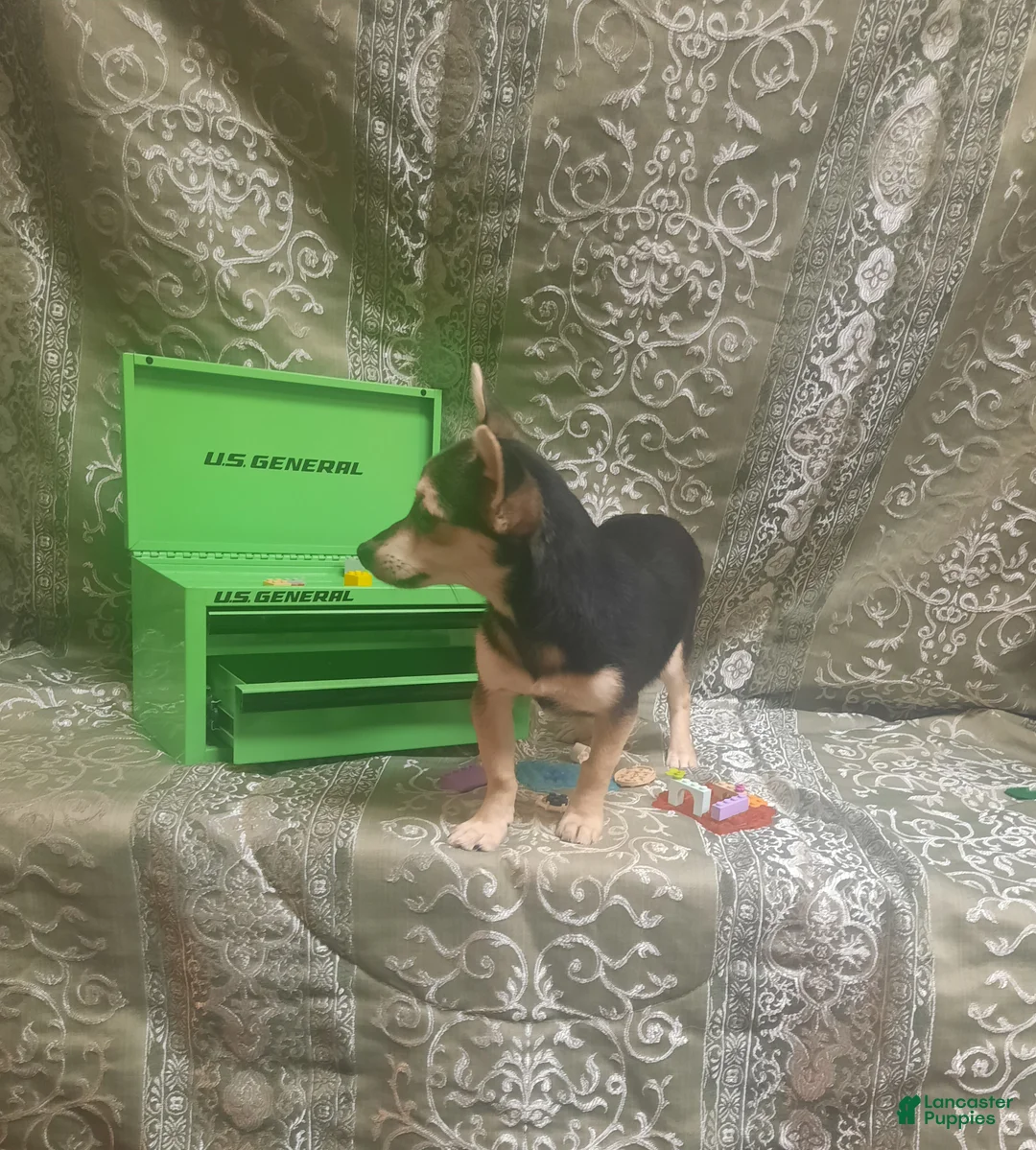 Chihuahua dogs for sale: ELROY ♡ - Ad 13