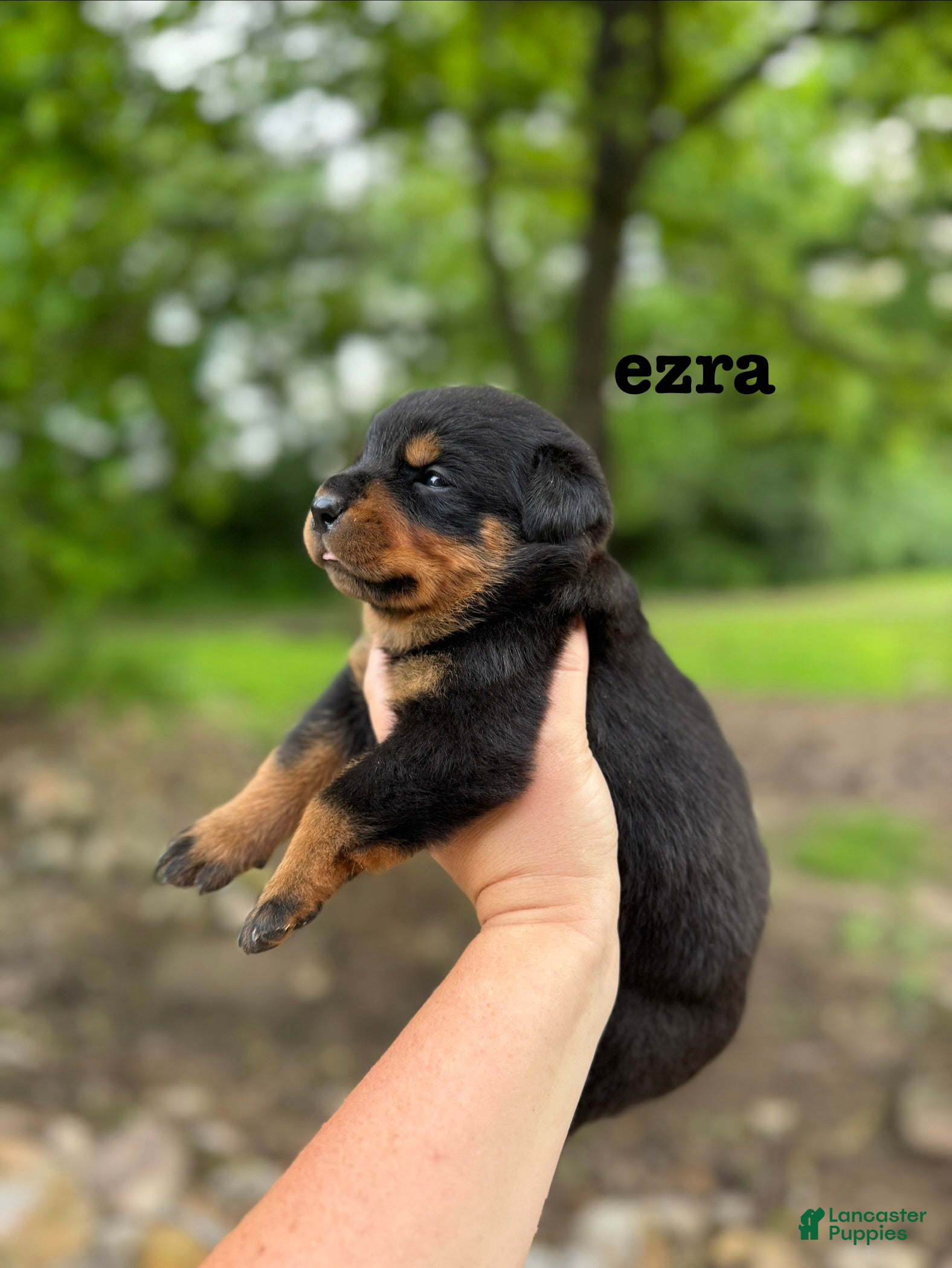 Rottweiler dogs Ezra  - Ad 1