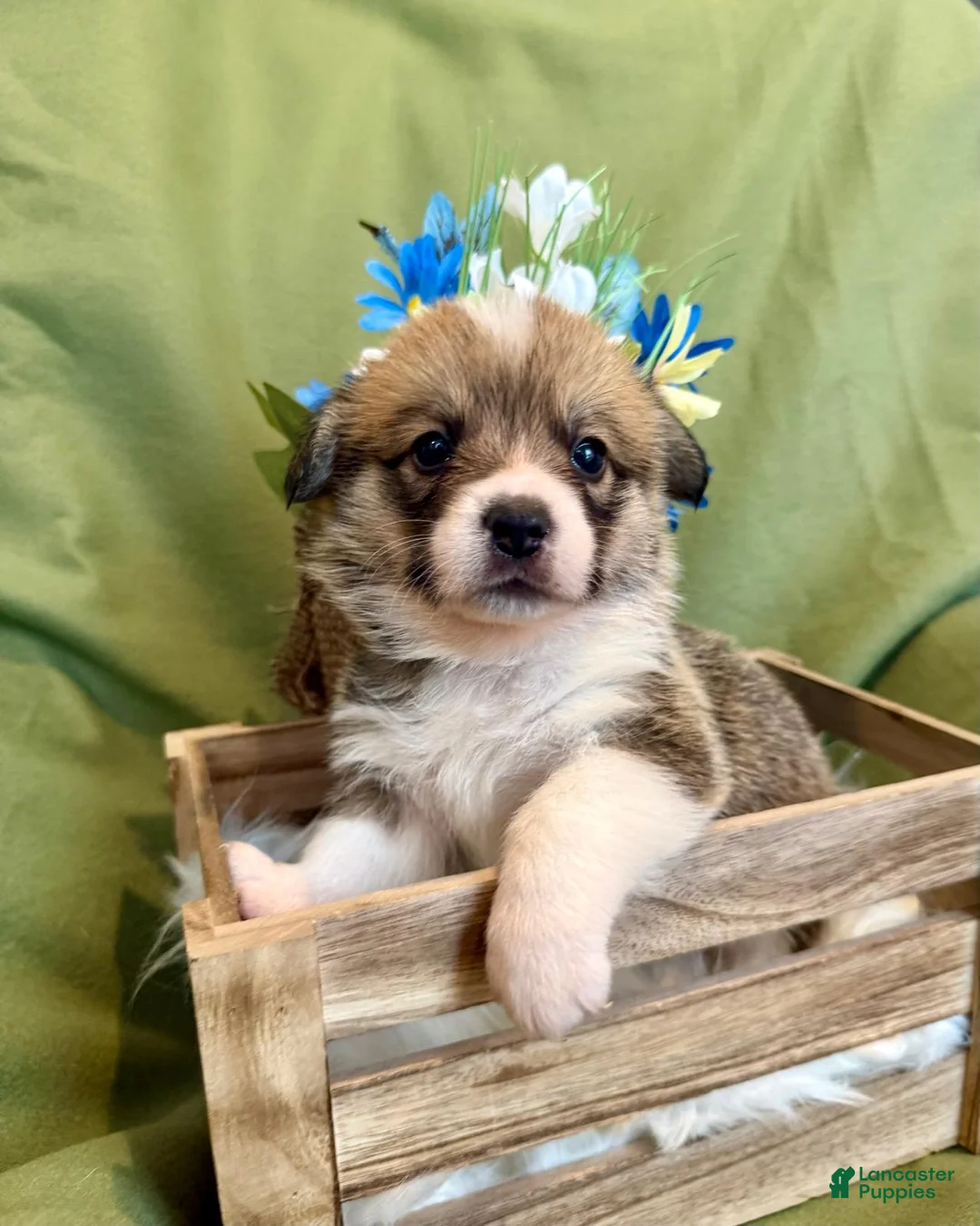 Welsh Corgi Pembroke dogs for sale: Franco ( Aqua Collar) - Ad 1