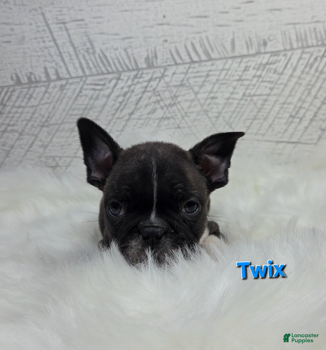Frenchton dogs for sale: Twix - Ad 5