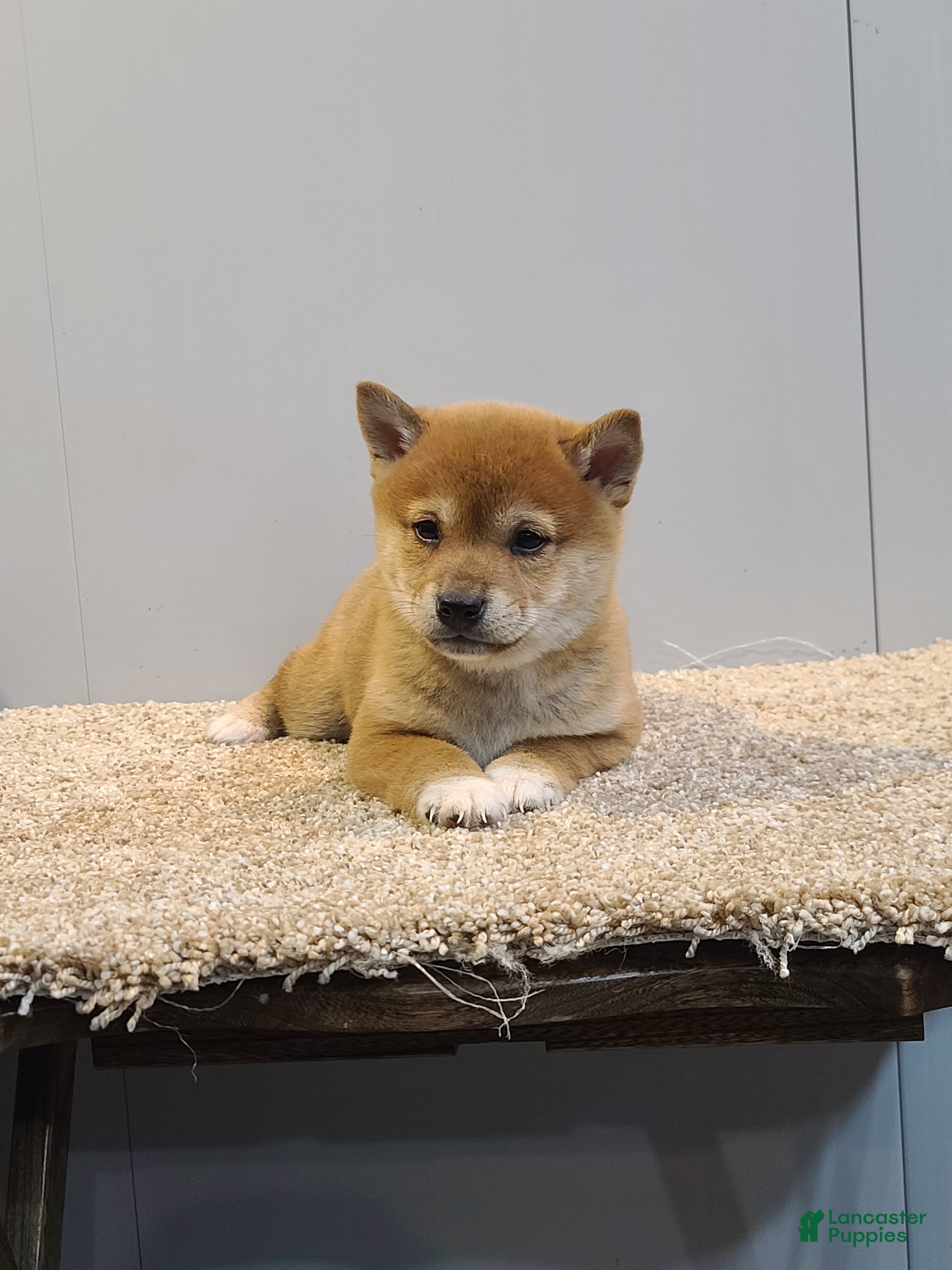 Shiba Inu dogs Tex - Ad 2