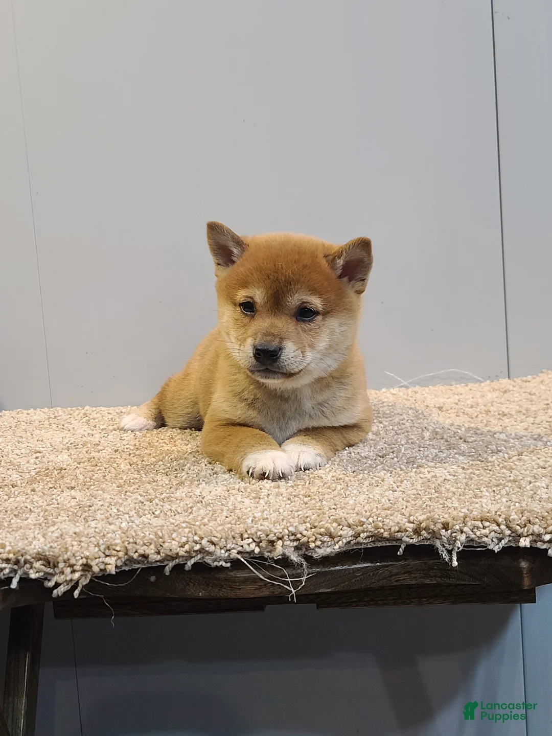 Shiba Inu dogs for sale: Tex - Ad 2