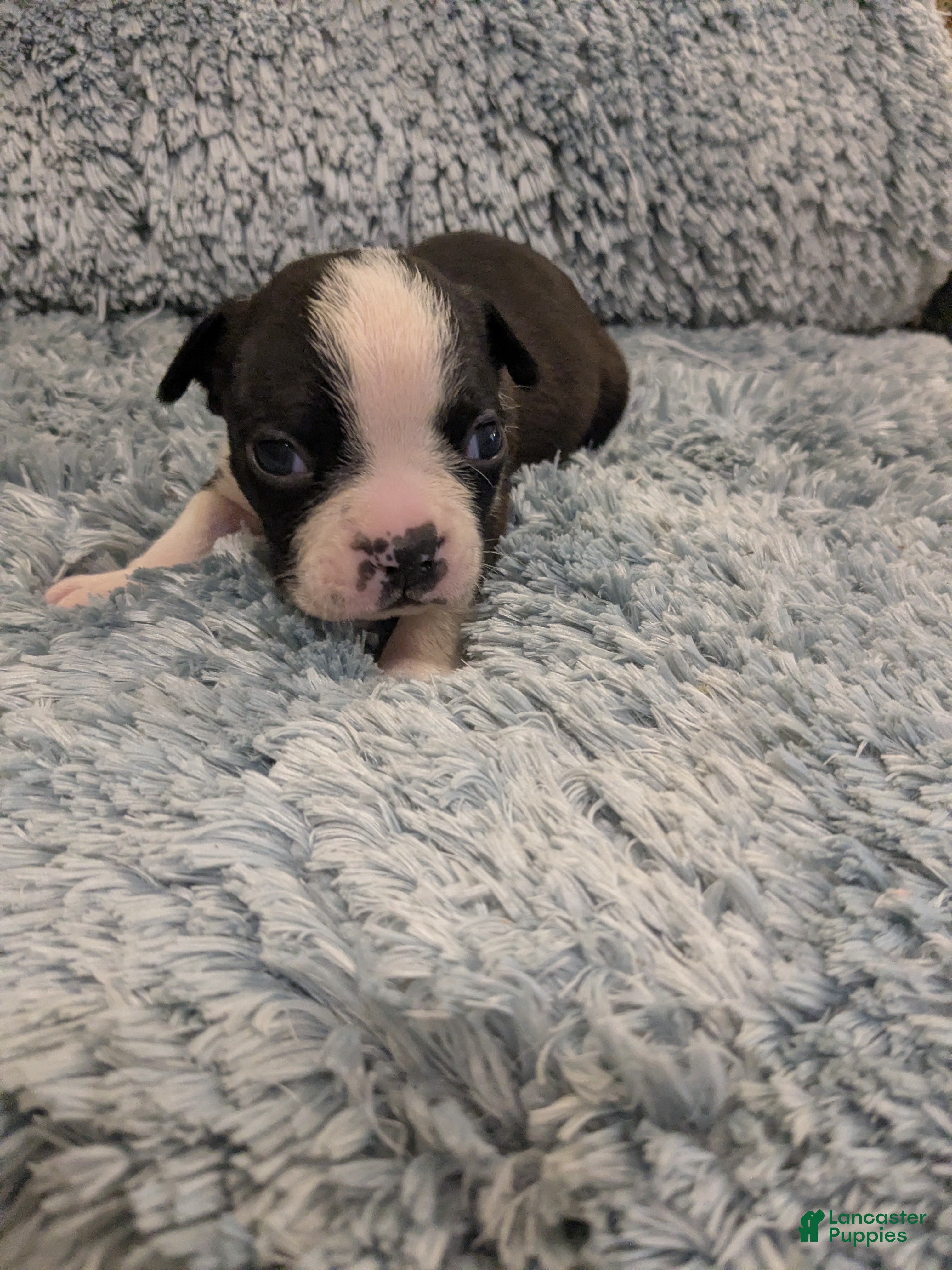 Boston Terrier dogs Boston Terrier Puppy 4 - Ad 6