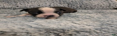 Boston Terrier Puppy 4