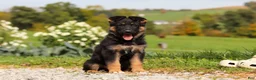 German Shepherd dogs for sale: Rachelle - Ad 1
