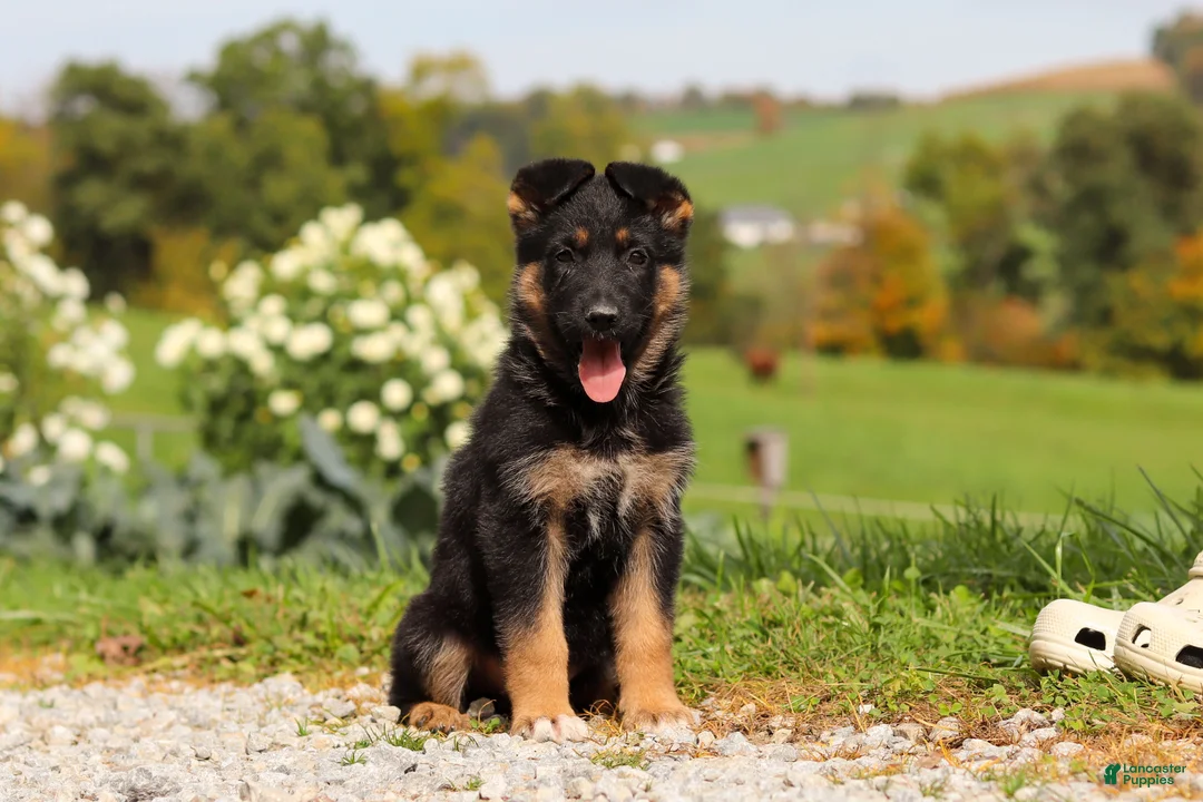 German Shepherd dogs for sale: Rachelle - Ad 1