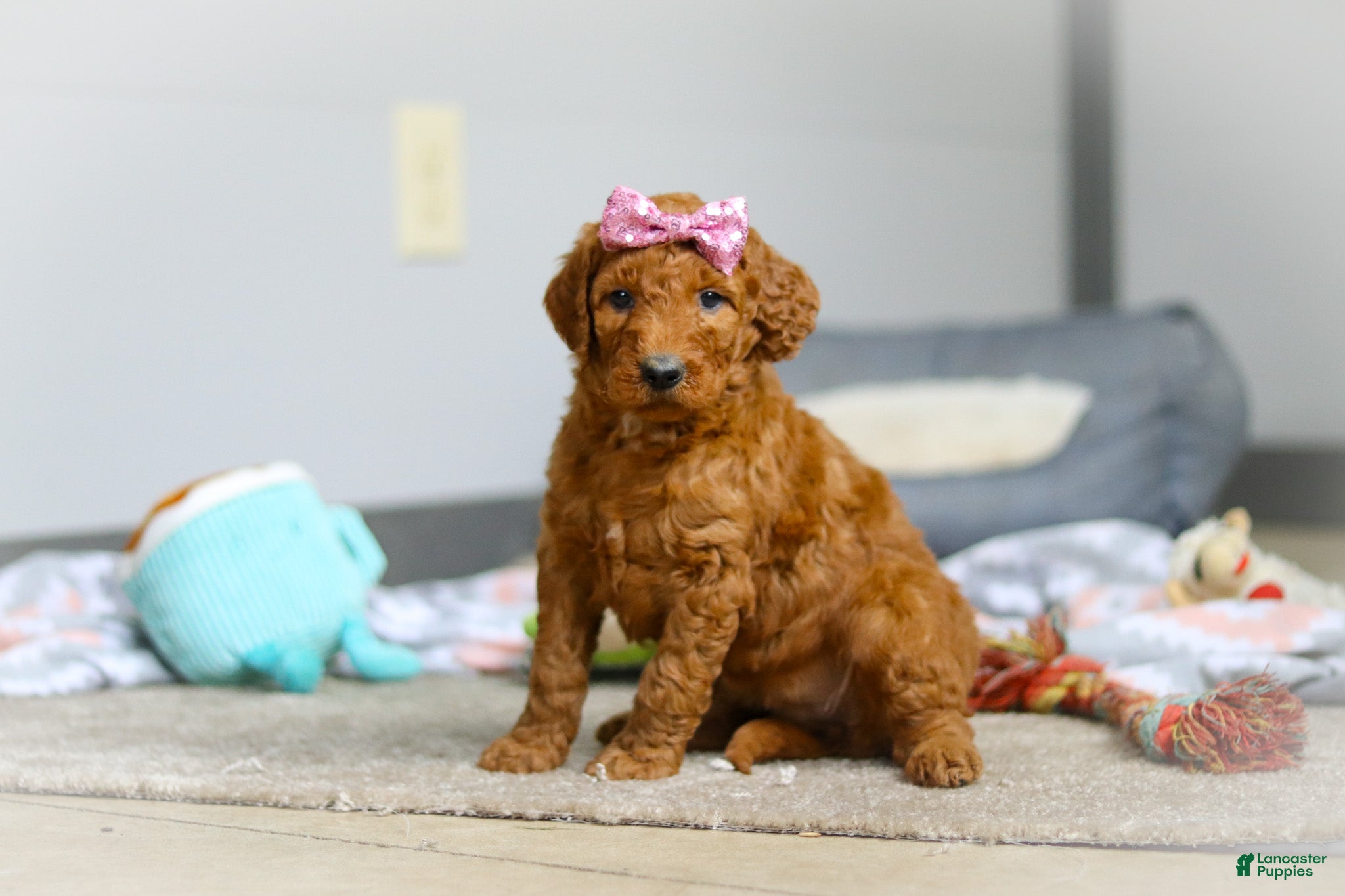 Goldendoodle dogs Maple F1b - Ad 2