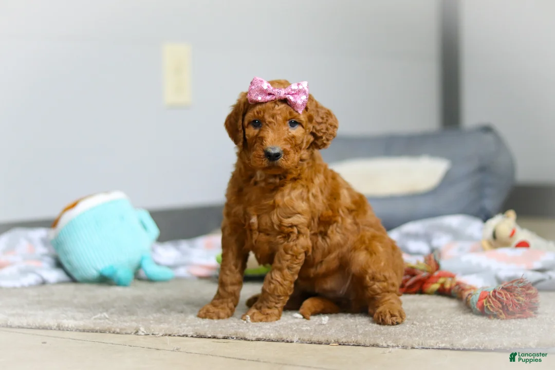 Goldendoodle dogs for sale: Maple F1b - Ad 2