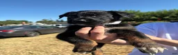 Mixed Breed dogs for sale: Ivar - Ad 3