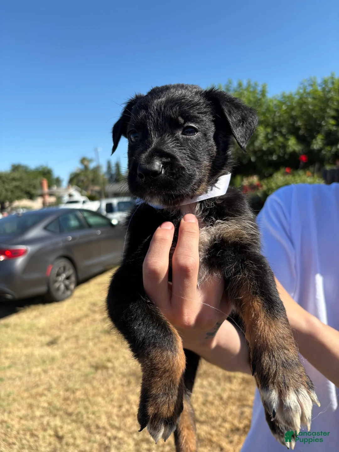 Mixed Breed dogs for sale: Ivar - Ad 3