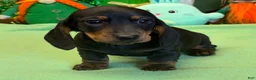 Dachshund dogs for sale: Rolo - Ad 3